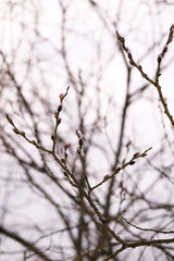 Willow branch pattern in ealy spring