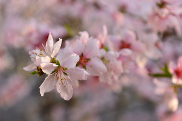 In full bloom in the peach blossom