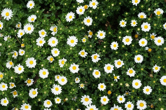 ジャーマンカモミール Images Browse 216 Stock Photos Vectors And Video Adobe Stock