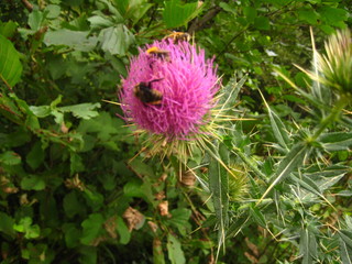 Purple flower of thistle.