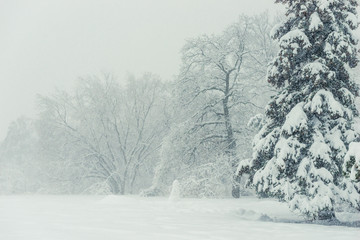 Trees in a snowstorm, winter forest landscape in January