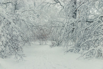 Landscape in the winter forest - branches and drifts