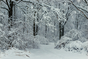 Black branches and white snow black and white winter forest landscape