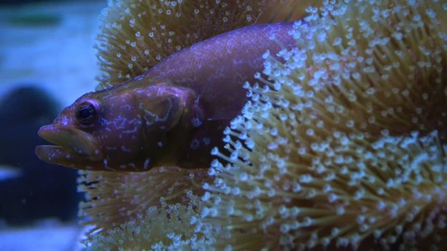 The common ling (Molva sp.) and Sarcophyton sp. in the marine aquarium