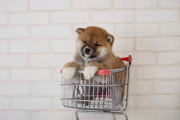 カート籠に入る豆柴子犬
