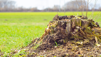 Baumstupf Frühling Sonne Feld