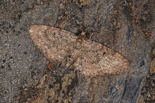 Eupithecia subfuscata (HAWORTH, [1809]) Hochstaudenflur-Bl&uuml;tenspanner DE, RLP, Starkenburg, Mosel 23.05.2015