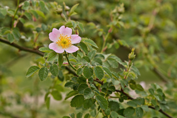 Obraz premium one rose flower on green background