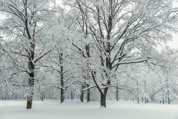 Sprawling trees in the forest after snowfall in overcast cold weather