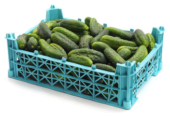 Bunch of cucumbers.