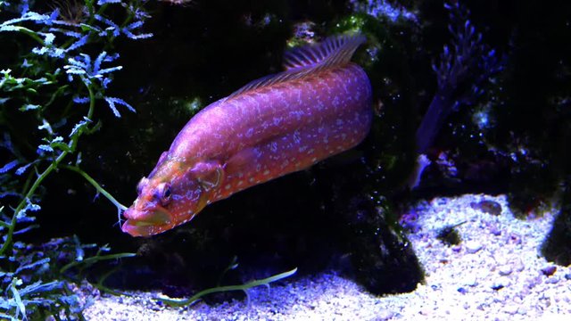 The common ling (Molva sp.) and Sarcophyton sp. in the marine aquarium