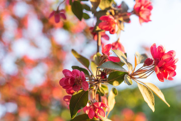 Red apple flowers. Red apple blossom at sunset, close up