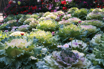 Obraz premium plant of a decorative cabbage with green leaves