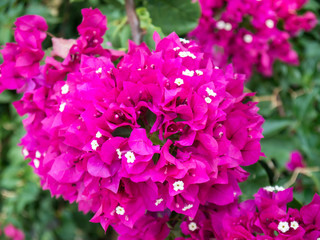 Bougainvillea flowers with green background