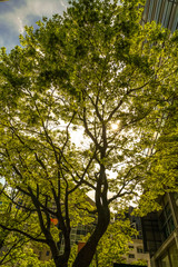 木漏れ日のイメージ