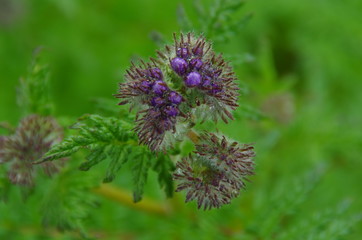 Bienenweide im Herbst