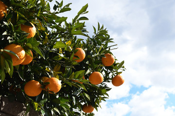夏ミカン　ひたちなか