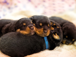 Rottweiler Puppies Sleeping together