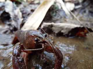 ザリガニ crayfish
