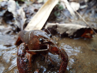 ザリガニ crayfish