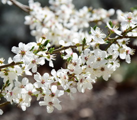 Blütenmeer im Frühling