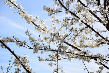 Äste und Blüten einer weißen Zierkirsche