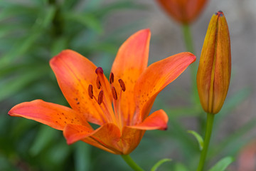 Brigth lily flower