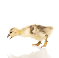 Cute little gosling