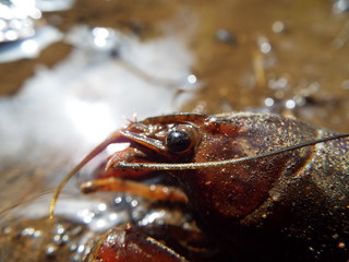ザリガニ crayfish