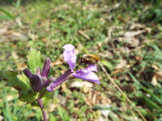 ツリアブ hovering fly