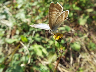 ツバメシジミ blue