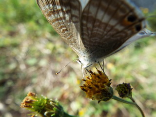 ツバメシジミ blue