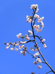青空とオオカンザクラ