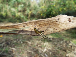 オオシロカネグモ spider