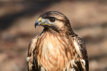 ノスリ　茨城県植物園