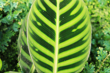 green and yellow leaf.