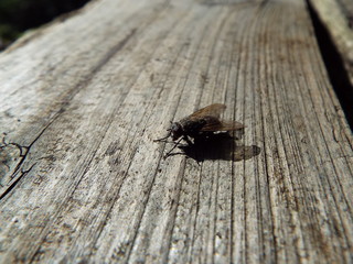 ハエ fly