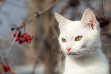 Portrait of Pure White Cat front view