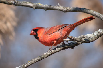 northern cardinal on a branch