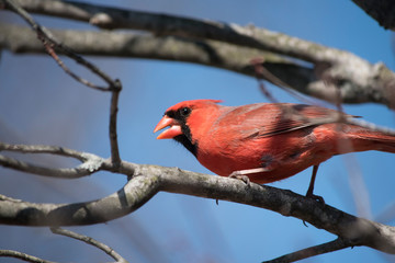 northern cardinal on a branch