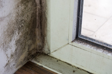 Spot of mold, mould, mildew or fungas on at corner of white wall above beside frame of door..