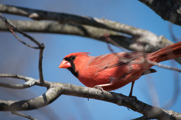northern cardinal on a branch