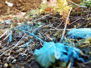 ペイントされた葉 leaf have paints