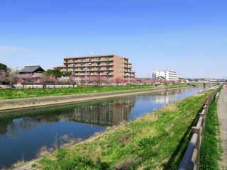 Fototapeta premium 花桃咲く春の坂川風景