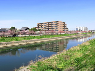 Fototapeta na wymiar 花桃咲く春の坂川風景