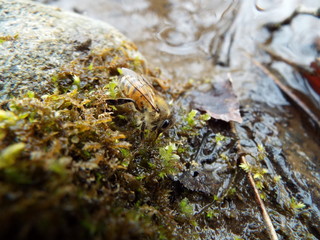 ミツバチ bee
