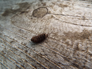 虫の死骸 dead of the insect