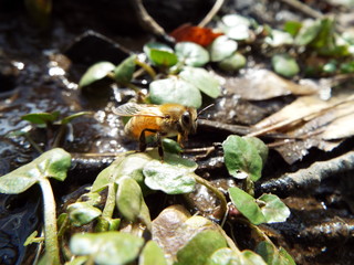 ミツバチ bee