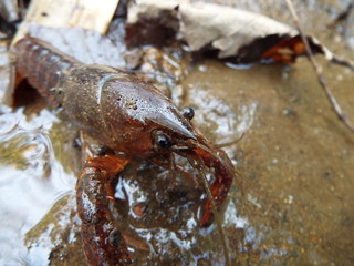 ザリガニ crayfish