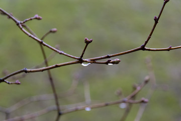 drop of water in branch